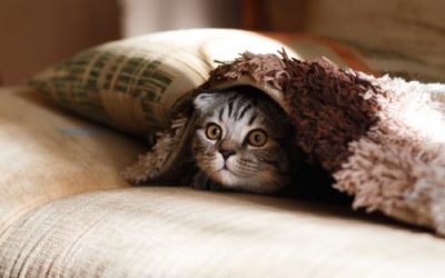Change and the 4 Types of Fear During Upheaval